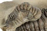 Two Crotalocephalina Trilobites - Atchana, Morocco #190624-7